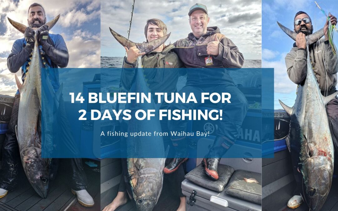 14 Bluefin Tuna in 2 days of fishing! - Whitiangler