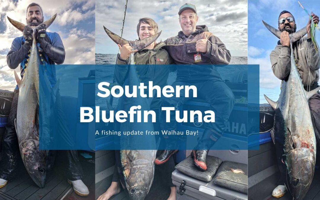 14 Bluefin Tuna in 2 days of fishing!